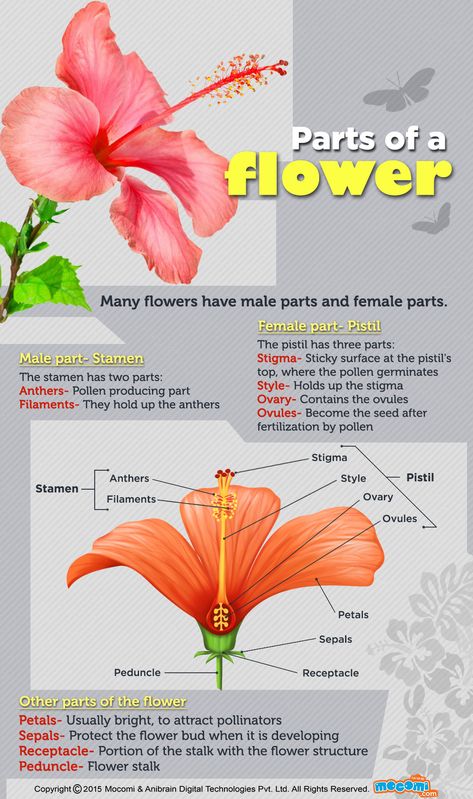 Parts of a Flower and their Functions explained. Flower Science, Biology Plants, Study Biology, Basic Anatomy And Physiology, Biology Facts, Study Flashcards, Biology Lessons, Teaching Biology, Science Notes