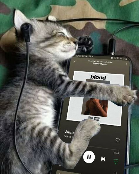 Cat Listening To Music, Frank Ocean, Listening To Music, A Cat, Headphones, Music