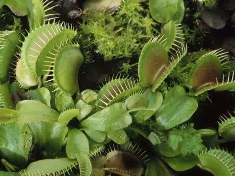 T H E _ C O L L E C T O R Gotham Rogues, Dc Poison Ivy, Venus Flytrap, Little Shop Of Horrors, Pitcher Plant, Venus Fly Trap, Fly Traps, Plant Aesthetic, Carnivorous Plants