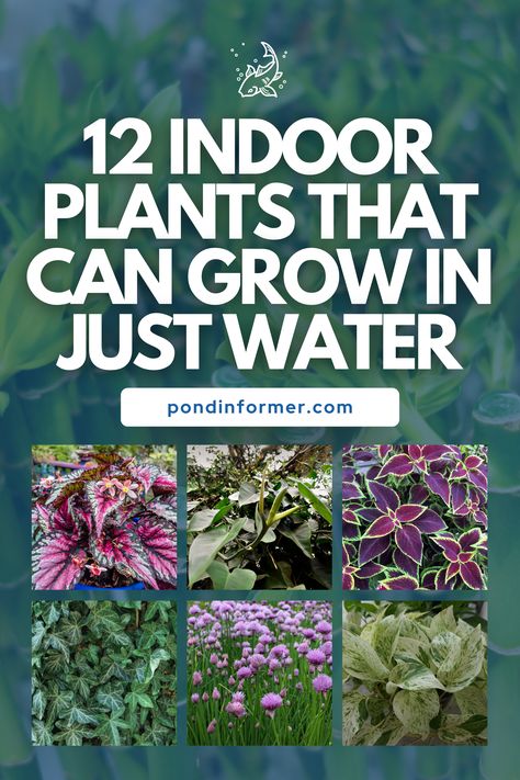 Transform your indoor space with these 12 plants that thrive in water, like the Lucky Bamboo and Spider Plant! Perfect for those who want greenery without the hassle of soil. Enjoy the clean, green beauty of hydroponic plants.  #WaterPlants #IndoorGardening #Hydroponics #HousePlants #LowMaintenancePlants #WaterPropagation #PlantCare #IndoorPlants #PlantLovers #JustWater #Indoor #Garden #Plants #PondInformer Spider Plant In Water, Best Plants To Grow In Water, Hydroponic Gardening Diy, Water Plants Indoor, Plants Grown In Water, Water Garden Plants, Christmas Cactus Plant, Indoor Water Garden, Hydroponic Farming