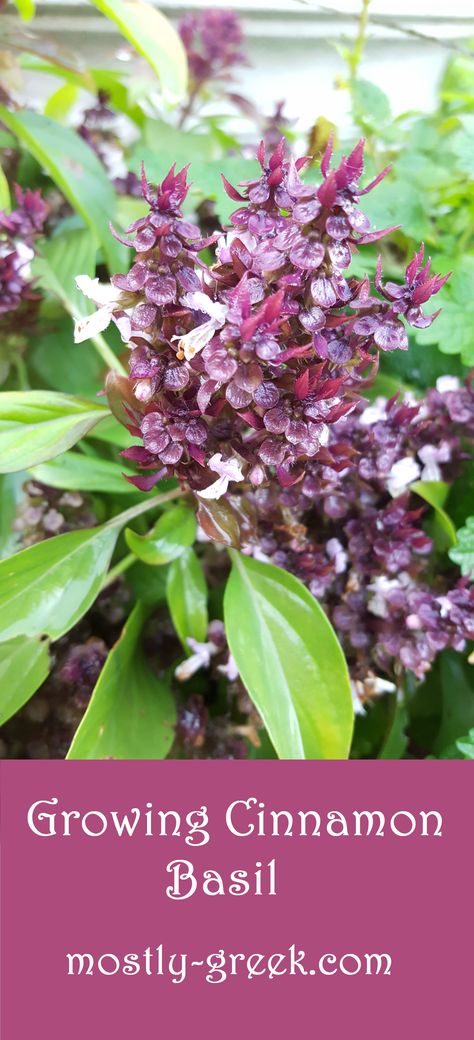 Cinnamon Basil Plant, Cinnamon Basil Uses, Cinnamon Basil Recipes, Herb Jelly, Grow Cinnamon, Phoenix Gardening, Seed Inventory, Making Cinnamon Rolls, Cinnamon Basil