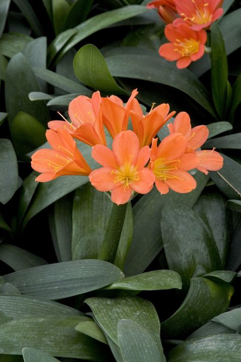 Shade Gardening Plants - Zone 9 Bush Lily, Zone 9 Gardening, Clivia Miniata, Shade Gardening, Monrovia Plants, Indoor Plant Wall, Shade Garden Plants, Florida Gardening, Plant Zones