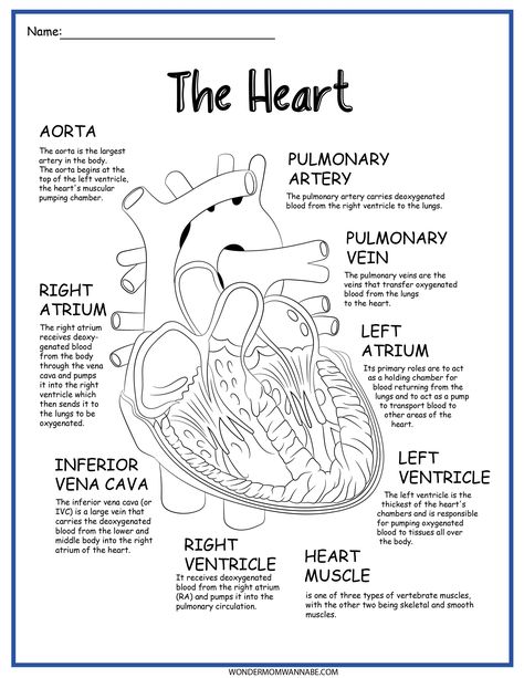 This 6-page Circulatory System Activity Set includes four fun, educational activities to help children understand and learn about the human circulatory system. Here's what's inside: Labeled diagram of the human circulatory system Fill-in-the-blank circulatory system diagram Labeled diagram of the human circulatory system Fill-in-the-blank heart valve system diagram Circular system matching activity Heartbeat lab activity PLEASE NOTE: This is a digital product. Nothing will be shipped to you. Imm Circulatory System Diagram, Romanticising Studies, Circulatory System Activities, Human Body Muscles, Bio Project, Human Circulatory System, Anatomy Coloring, Biology Diagrams, Learn Biology