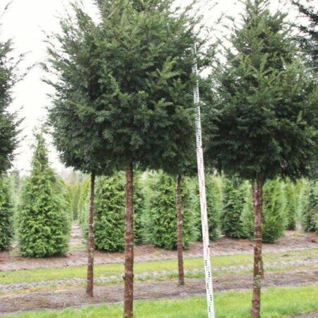 Top 10 Screening Trees for privacy in your garden | Practicality Brown Small Garden Uk, Screening Trees, Best Trees For Privacy, Trees For Privacy, Architectural Plants, Patio Trees, Privacy Trees, Columnar Trees, Garden Privacy