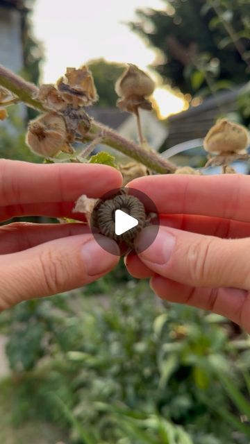 Farmer Gracy on Instagram: "You can collect and scatter hollyhock seeds now, or save them and scatter them next spring. If you don’t have hollyhocks (Alcea) in your garden, you should have! You can order hollyhock bare roots now for planting this autumn, then you could be collecting their seeds next year. They’re a plant for life because they grow back biennially but also produce seeds which germinate very easily. Once you have established hollyhocks in your garden, you will get a display of them every year even though they are biennial (flowers every other year), because the new plants which grow from the seeds will have a different cycle so they will take it in turns to flower with the others each year. They are completely resilient, hardy and unfussy, plus bees love them. You can scatte When To Plant Hollyhock Seeds, Farmer Gracy, Hollyhock Seeds, Hollyhocks Flowers, Planting, For Life, Farmer, Seeds, Bee