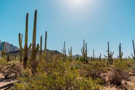 A lot of saguaro cacti next to a bush. #saguarohikes #weekendtrip #arizonaweekend #tucson #arizonahikes #usnationalparks #saguaro Arizona Trip, Sonora Desert, Saguaro National Park, Civilian Conservation Corps, Long Weekend Getaways, Desert Life, Forest Trail, Arizona Travel, Valley View