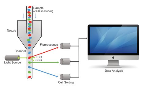 Flow Cytometry Analysis, Flow Cytometry, Med Tech, Fatigue Syndrome, Medical Laboratory, Science Biology, Grad School, Biotechnology, Chronic Fatigue