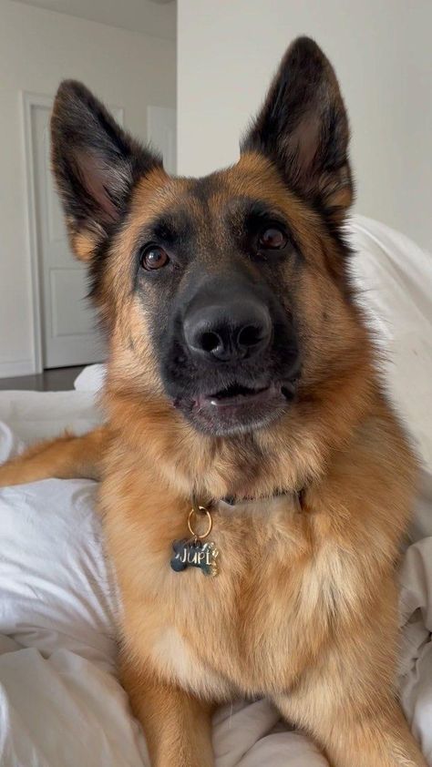 German Shepherd Aesthetic, Cute German Shepherds, Cute Big Dogs, Puppies Cutest, Dogs Aesthetic, Shepherd Dog Breeds, Big Dog Breeds, Dream Pet, German Dog