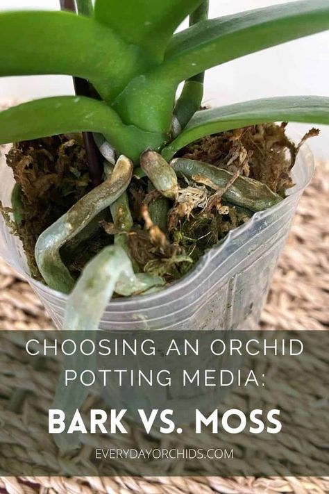 Looking After Orchids, Indoor Orchid Care, Orchid Potting, Orchid Pests, Orchid Propagation, Orchid Potting Mix, Repotting Orchids, Indoor Orchids, Types Of Houseplants