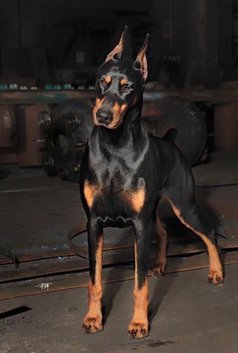 Perro Doberman Pinscher, Black Doberman, Dog Anatomy, Doberman Pinscher Dog, Scary Dogs, Doberman Puppy, Doberman Dogs, Pretty Dogs, Cute Dogs And Puppies