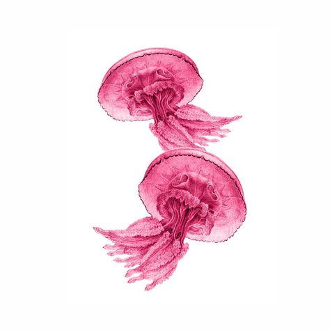 Two graceful, lace-like bubble gum pink jellyfish. A bit of the tranquil sea to hang on your wall.  This print is made from a vintage image lovingly cleaned and enhanced to make a gorgeous art print.  It is printed on white, archival, heavyweight photo matte paper that measures 8 1/2 x 11 inches for easy framing. The image itself measures roughly 8 inches high by 10 inches wide.  Frame is not included.  Please note that international orders, while usually arriving much soon, can take up to 30 da Pink Nautical, Beach Wall Collage, Pink Jellyfish, Nautical Vintage, Cute Summer Wallpapers, Midnight Memories, Vintage Style Art, Insta Profile, Simple Iphone Wallpaper