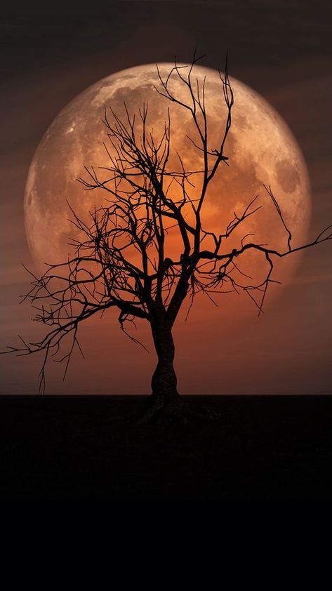 Pin by Dominator on fondos | Beautiful moon, Moon photography, Moon art Shoot The Moon, Moon Photos, Moon Pictures, Moon Photography, Beautiful Moon, Moon Glow, Jolie Photo, Moon Art, Beautiful Tree