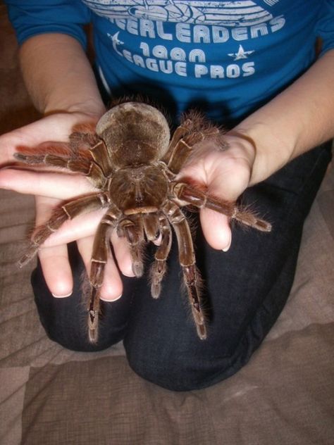 Big spider Pet Tarantula, Arachnids Spiders, Diy Bug Spray, Spiders And Snakes, Spider Species, Big Spiders, Pet Spider, Spiders Scary, Cool Bugs