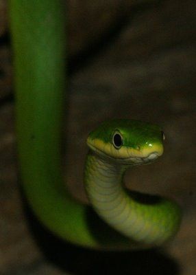 Snake Aesthetic Green, Snake Fursona, Green Snake Aesthetic, Rough Green Snake, Silly Snake, Snake Green, Spiders And Snakes, Brownsville Texas, Pretty Snakes