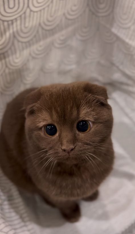 Mina Brown Cats With Blue Eyes, Brown Scottish Fold, Cat Brown Eyes, Brown Cat Aesthetic, Light Brown Cat, Dark Brown Cat, Cute Brown Cat, Brown Kitty, Brown Animals