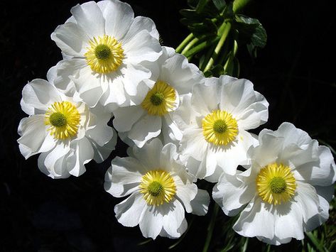 Mountain Flowers, Alpine Flowers, Mount Cook, Polynesian Art, Flower Pot Design, John Thomas, Account Executive, Flower Bird, Native Garden