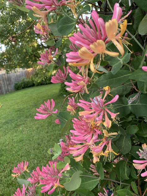 Gold Flame Honeysuckle, Honeysuckle Flower Aesthetic, Honeysuckle Aesthetic, Honeysuckle Trellis, Zone 4 Perennials, Honeysuckle Flowers, Honeysuckle Cottage, Honey Suckle, Scent Garden