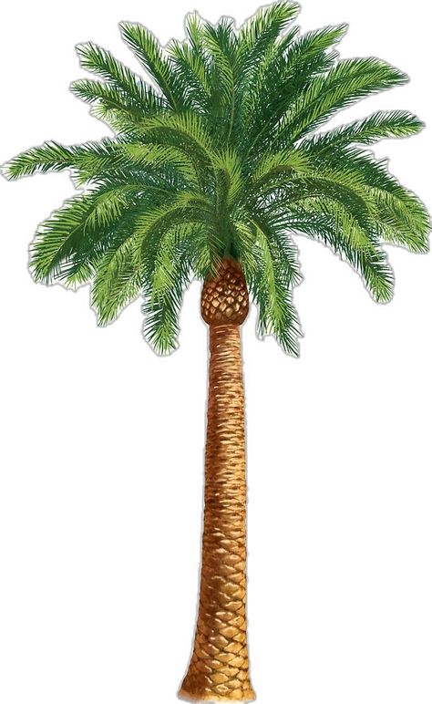 "Palm tree " Sticker for Sale by missgrumpypants | Redbubble Draw Palm Tree, Tree Drawing Illustration, Palm Tree Sticker, Dates Tree, Palm Tree Drawing, Palm Tree Island, Beach Wall Collage, Plant Texture, Tree Sticker