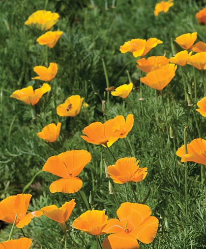 Poppy Flower Seeds, California Wildflowers, Vegetable Garden For Beginners, Starting A Garden, Plant Spacing, California Poppy, Poppy Seeds, All Flowers, Gardening For Beginners