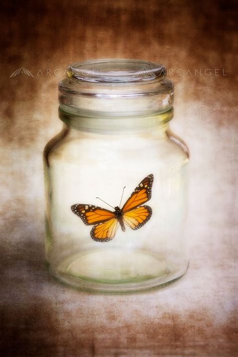 Biology Teaching, Painting Glass Jars, Painting On Glass, Rainbow Pastel, Butterfly Images, Dragon Fly, Butterfly Kisses, Butterfly Painting, Small Jars