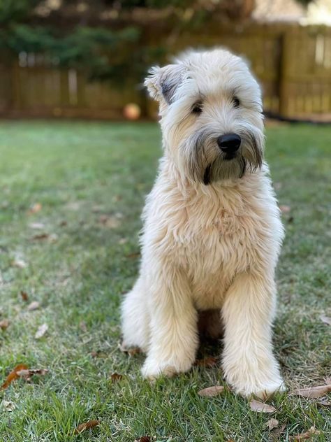 Western Terrier, Wheaton Terrier, Cute Fluffy Dogs, Soft Coated Wheaten Terrier, Wheaten Terrier, Fluffy Dogs, Dog Love, Cute Puppies, Dog Cat