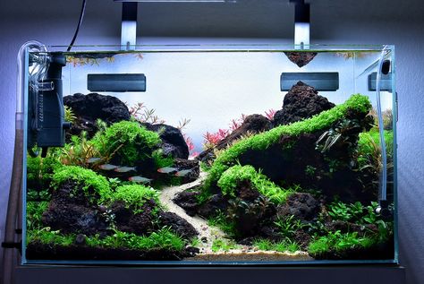 50 Gallon Aquascape, Aquatic Garden Fish Tanks, Aqua Scape Ideas Planted Aquarium, Aquascapes Freshwater, Aquarium Hardscape Ideas, 20 Gallon Long Aquascape, 5 Gallon Aquascape, Fish Tank Aquascaping, Cube Aquascape