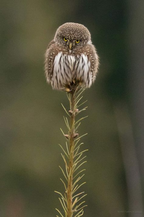 Northern Pygmy Owl, Seasons Wallpaper, Pygmy Owl, Cottage Illustration, London 2022, Billy Connolly, Owl Cat, Nocturnal Birds, Owl Photography