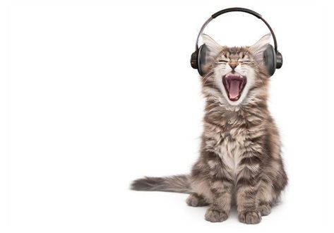 Cat With Headphones, Cat Headphones, Wearing Headphones, Lovely Creatures, Cat Icon, Silly Animals, Silly Cats, All About Cats, Cat Gif