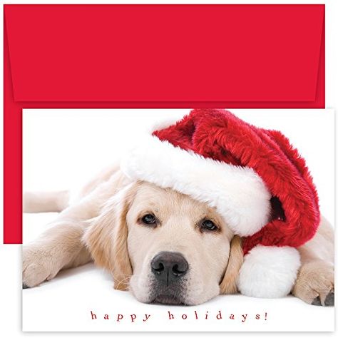 Family Holiday Pictures, Pet Christmas Cards, Xmas Card Ideas, Cute Christmas Cards, Golden Retriever Christmas, Dog Christmas Card, Unique Christmas Cards, Warmest Wishes, Studio Cards