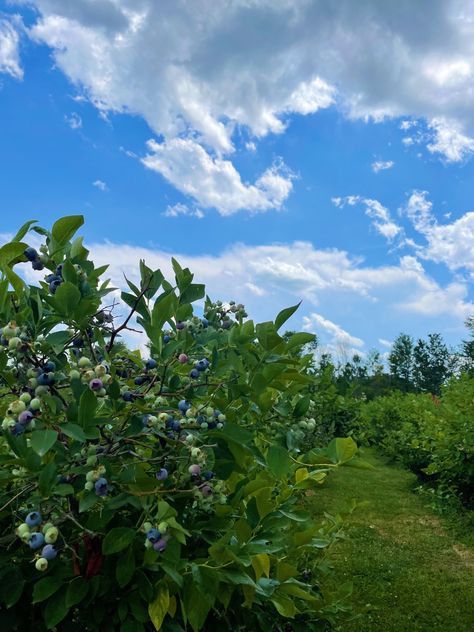 Blueberry field with blue sky Blueberry Field, Blueberry Picking, Blueberry Farm, Book Vibes, Strawberry Garden, Flower Picks, Book Aesthetics, Camp Half Blood, Book Store