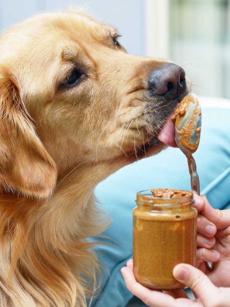 "This homemade maple almond butter is so much better than store bought! I roast the almonds in maple syrup, which gives the butter a really rich flavor. I then stir in cinnamon and vanilla which adds so much warmth! Did I mention it’s easy to make, vegan, and gluten free?" The author also includes a dog friendly note.  showmetheyummy.com #almondbutter #almond #maple #cinnamon #vanilla #vegan #glutenfree Almond Butter Recipe, Maple Almond Butter, Foods Dogs Can Eat, Peanut Butter For Dogs, Dog Treats Homemade Easy, Frozen Dog Treats, Dog Treats Homemade Recipes, Frozen Dog, Digestive Tract