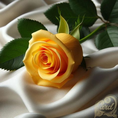 https://card9.com/ai/yellow-rose Yellow Roses Aesthetic, Roses Aesthetic, Yellow Roses, Yellow Rose, Roses, Yellow, Flowers, On Instagram, Quick Saves