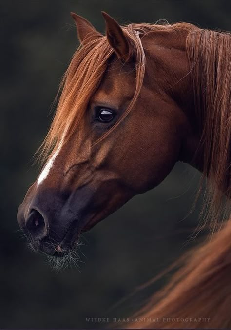 Horse Photography Poses, Regard Animal, Horses Beautiful, Equine Portraits, Horse Reference, Horse Inspiration, Most Beautiful Horses, Horse Face, Horse Portrait