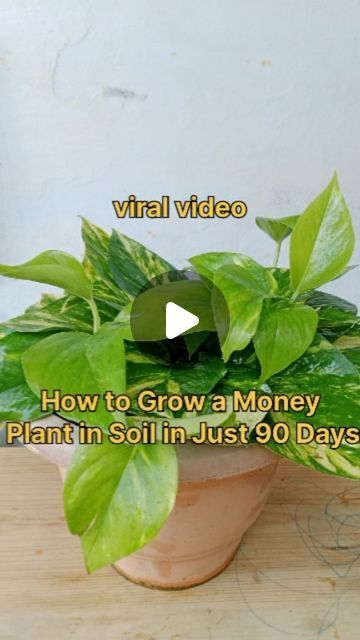 Money Plant Decor Ideas, Money Plant In Water, Money Plant Indoor, Tall House Plants, Plant Leaves Turning Brown, Dollar Plant, Low Water Plants, Instagram Money, Plant Crafts