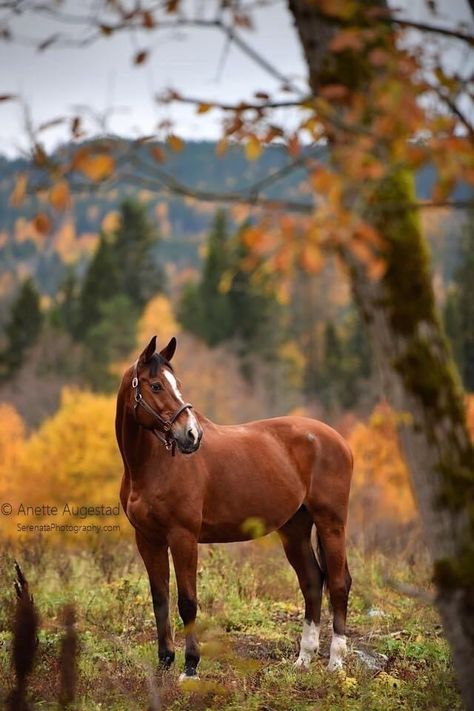 Fall Horses Wallpaper, Autumn Horse Photography, Horse Art Drawing, Cute Horse Pictures, Horse Photo, Horse Wallpaper, Horse Pics, Most Beautiful Horses, Horse Aesthetic