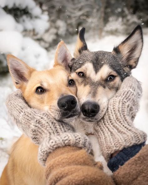 Winter Puppy Photoshoot, Winter Dog Photography, Dog Winter Photoshoot, Dog Photography Winter, Winter Campfire, Dog Family Pictures, Dog In Snow, Christmas Pet Photos, Dog Foto