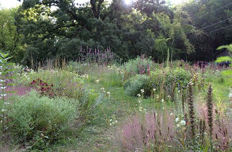 New Moon Pictures, Naturalistic Garden, Lawn Alternatives, Moon Nursery, Perennial Border, Missouri Botanical Garden, Pollinator Garden, Rain Garden, Native Garden