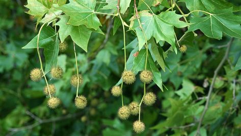 London Plane Tree, London Plane, Flowers London, Tree Id, Plane Tree, Leaf Projects, Patio Trees, Urban Tree, Sycamore Tree