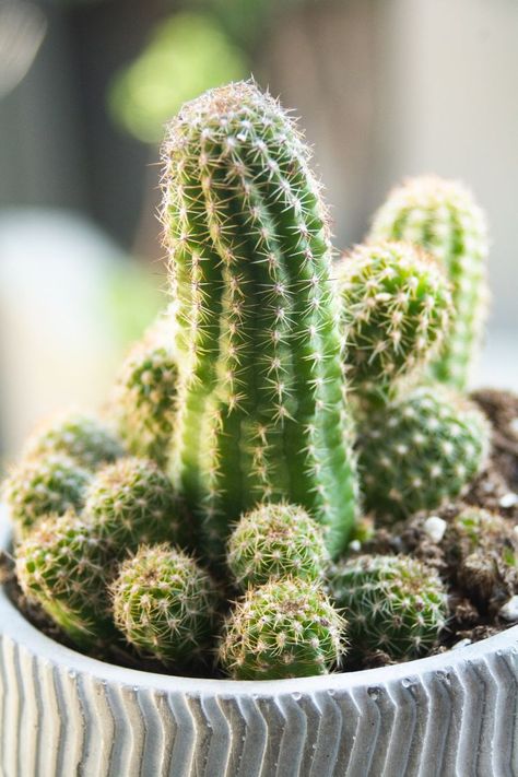 Peanut Cactus Plants, Peanut Cactus Care, Growing Cactus From Seed, Plant 101, Southwest Landscaping, Outdoor Cactus, Peanut Cactus, Low Maintenance Landscape, Cactus Varieties