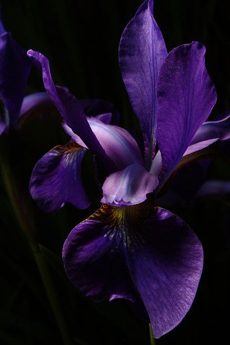 Dark Purple Iris - Pure Beauty Dark Purple Orchids, Black Iris Aesthetic, Purple Iris Aesthetic, Dark Purple Photography, Iris Wallpaper Aesthetic, Iris Purple Aesthetic, Purple Iris Flowers Aesthetic, Dark Purple Flowers Aesthetic, Purple Orchid Aesthetic