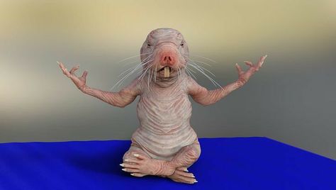 Ugly rat Animal Photos, Raw Beauty, Mole, Rats, Animals