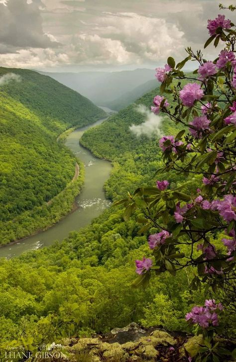 Leiane Gibson It’s rhododendron season in West Virginia. Grandview National Park, Beaver, WV Richwood Wv, West Virginia, Gibson, National Park, Virginia, National Parks, Art Inspiration, Water, Art