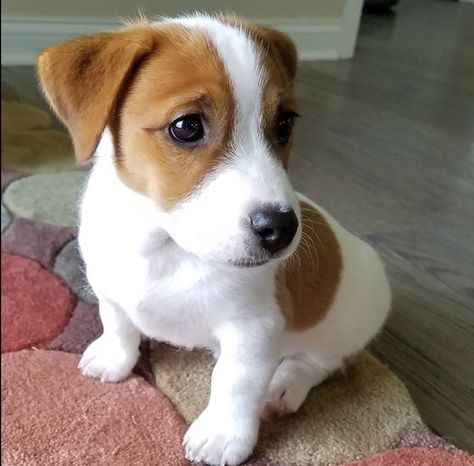 Russel Terrier Puppy, Chien Jack Russel, Jack Terrier, Jack Russell Terrier Puppies, Jack Russell Puppies, Russel Terrier, Jack Russell Dogs, Really Cute Puppies, Jack Russells