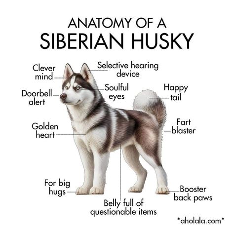 Siberian Husky Training, Husky Training, Siberian Husky Dog, Husky Dogs, Siberian Husky, So True, Puppy Love, Dog Training, Fur Babies