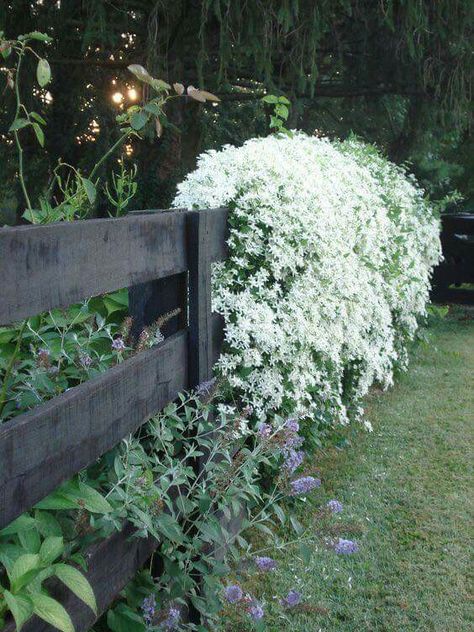 Sweet Autumn Clematis Fall Garden Planting, Clematis Paniculata, Clematis Armandii, Sweet Autumn Clematis, Autumn Clematis, Gladioli, Garden Vines, Sweet Fragrance, White Plants