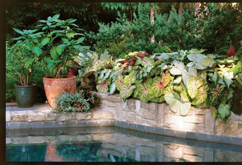 Caladium Cacophony Mixed Planters, Garden Combinations, Container Gardening Ideas, Leaf Structure, Covered Porches, Lenten Rose, Creeping Jenny, Plant Ideas, Container Gardens