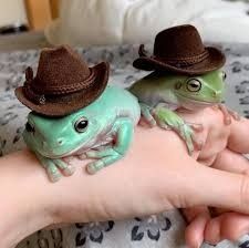 Frog
Cowboy hats
Hand Tree Frogs, Amphibians, Frogs, Mammals, Hats, Instagram