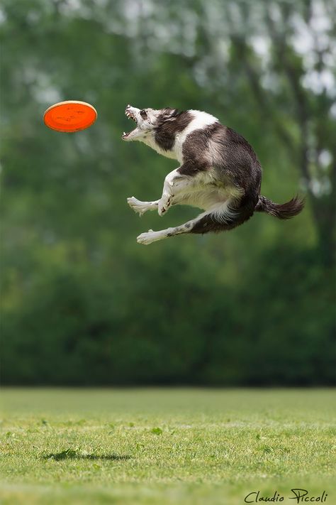 Dog Frisbee, Dog Jumping, Dog Hero, Loyal Dogs, Collie Dog, Dog Activities, Sporting Dogs, Outdoor Dog, Dog Photography