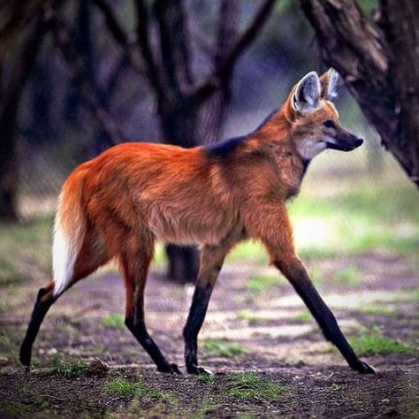 Maned Wolf, Tattoo Nature, Tattoo Aesthetic, Wolf Photography, African Wild Dog, Rare Animals, About Animals, Pretty Animals, Wild Dogs