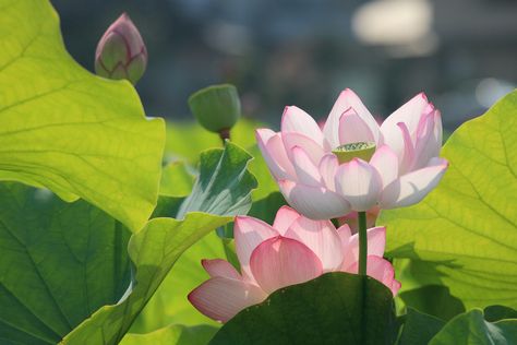 Lotus Flower Images, Lotus Flower Wallpaper, Lotus Wallpaper, 1920x1200 Wallpaper, Lotus Flower Pictures, Lily Lotus, Flower Symbol, Live Wallpaper Iphone, Flower Background Wallpaper